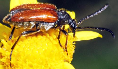 Pseudovadonia livida